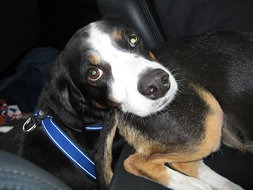 Lyle thought I was his pillow.